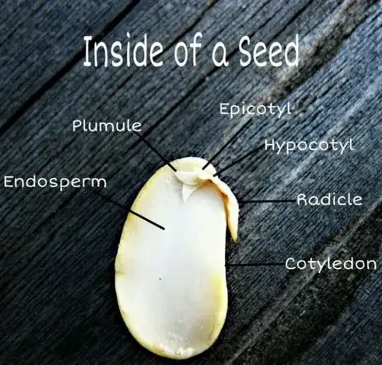 Internal Structure of a Seed Internal Structure of a Seed