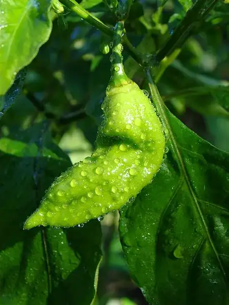 Naga Jolokia or Bhut Jolokia