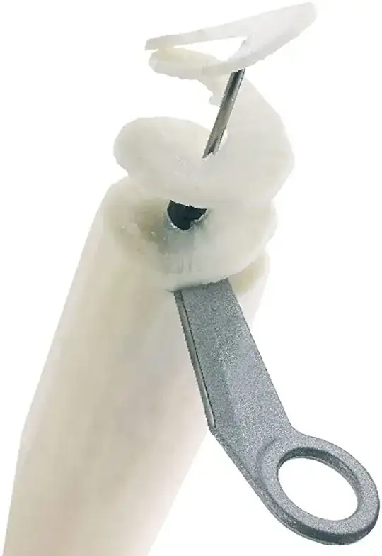 coriander illustration