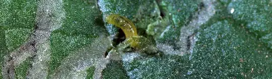 leafminers