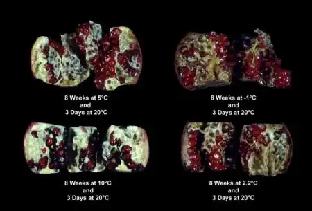 photo comparing effects of different temperatures and durations
