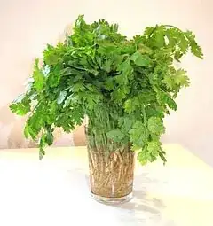 cilantro or coriander leaves