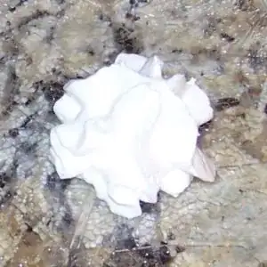 Coconut Cream with Xanthan - iSi