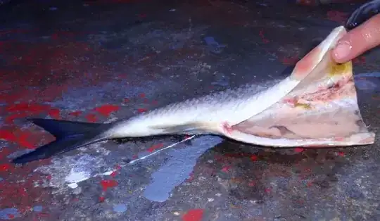 You can see an example around the area where the finger is touching the fish.