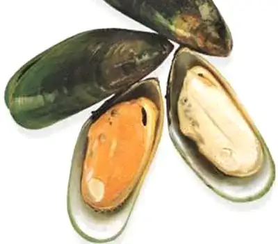 New Zealand Greenshell mussel