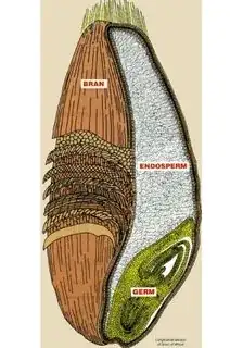 blueberry cheesecake