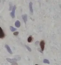 snippet of one of the images