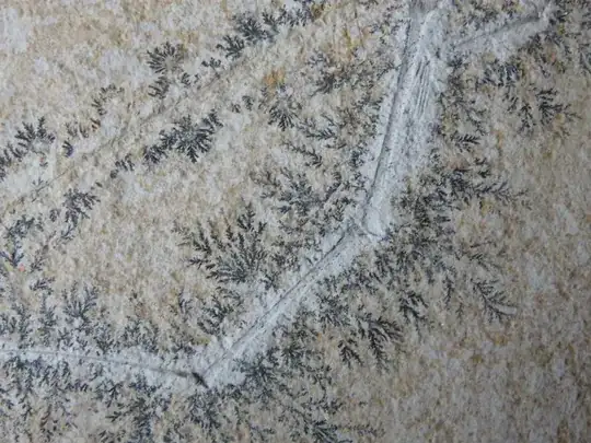 proto-feathers - Ramphorhyncus longicaudus at Teylers Museum – Haarlem