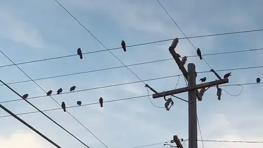 Crows, plotting... to dive-bomb your car and crap on it.