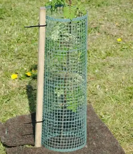 plastic mesh tree guard