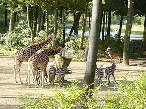 Burgers' Zoo w Arnhem, Netherlands