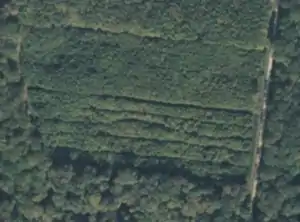 Overhead imagery of a forest compartment