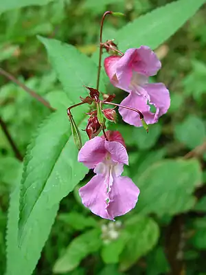 Himalayan Balsam (Impatiens glandulifera)