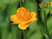 Flower and developing ovary