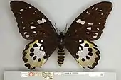 Ornithoptera chimaera, Holotype female dorsal view