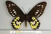 Ornithoptera rothschildi, Syntype female ventral view