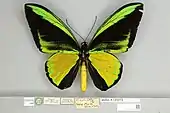Ornithoptera g. goliath, male dorsal view