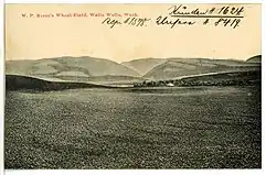 Wheat Field, Walla Walla, Washington, 1906