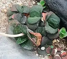 Adult Gasteria nitidas form rosettes of smooth, shiny, triangular leaves, with smooth (non-serrated) edges and true (non-marginiform) keels. Juvenile plants have recurved distichous, tubercled leaves.