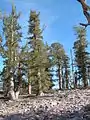 Rocky slopes with Limber and Lodgepole Pines 500 feet (150&nbsp;m) below the summit
