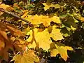 Typical yellow fall foliage