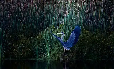 Great blue heron splashes down at sunset