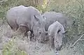 White Rhinos