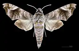 Acosmeryx anceus subdentata Dorsal view of a male