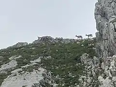 Ibex family near summit