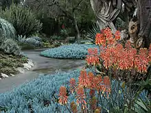 Aloe saponaria (Zebra or African aloe) and Blue Stick succulents (Senecio mandraliscae), showing pathways and garden layout and design.