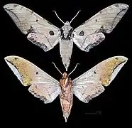 Ambulyx kuangtungensis