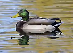 Mallard