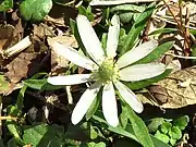 Growing in a lawn in Dallas County, Texas The seeds of anemone berlandieri (tenpetal anemone)