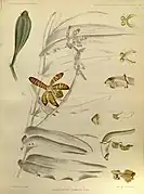 Botanical illustration of Arachnis clarkei