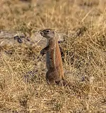 Cape ground squirrel (Xerus inauris)