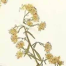 S. leone: Aster leonis holotype collected 7 December 1915 from marshes west of Batabanó, Cuba.