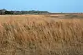 Attwater Prairie Chicken National Wildlife Refuge in February