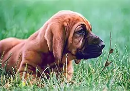 Image 39Bloodhound puppy (from Puppy)