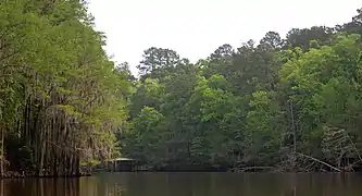 Big Cypress Bayou, Caddo Lake State Park, Harrison County, Texas, (April 2017)