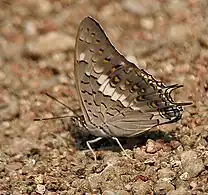 Adult in Kawal Wildlife Sanctuary, India