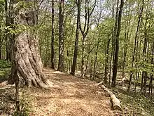 A wide hiking trail through woods