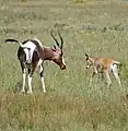 Bontebok female and young