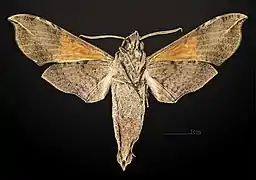 Male underside