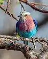Lilac-brested Roller