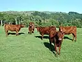 Cattle in a field
