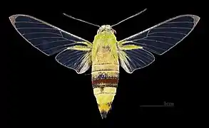 Dorsal female(coll. MHNT)