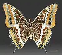 C. jasius. Roquebrun, France. Male Underside