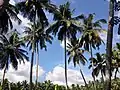Coconut trees seen across Karavilai