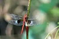 Male
