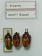 Dicheros bicornis decorus Gory & Percheron, 1833